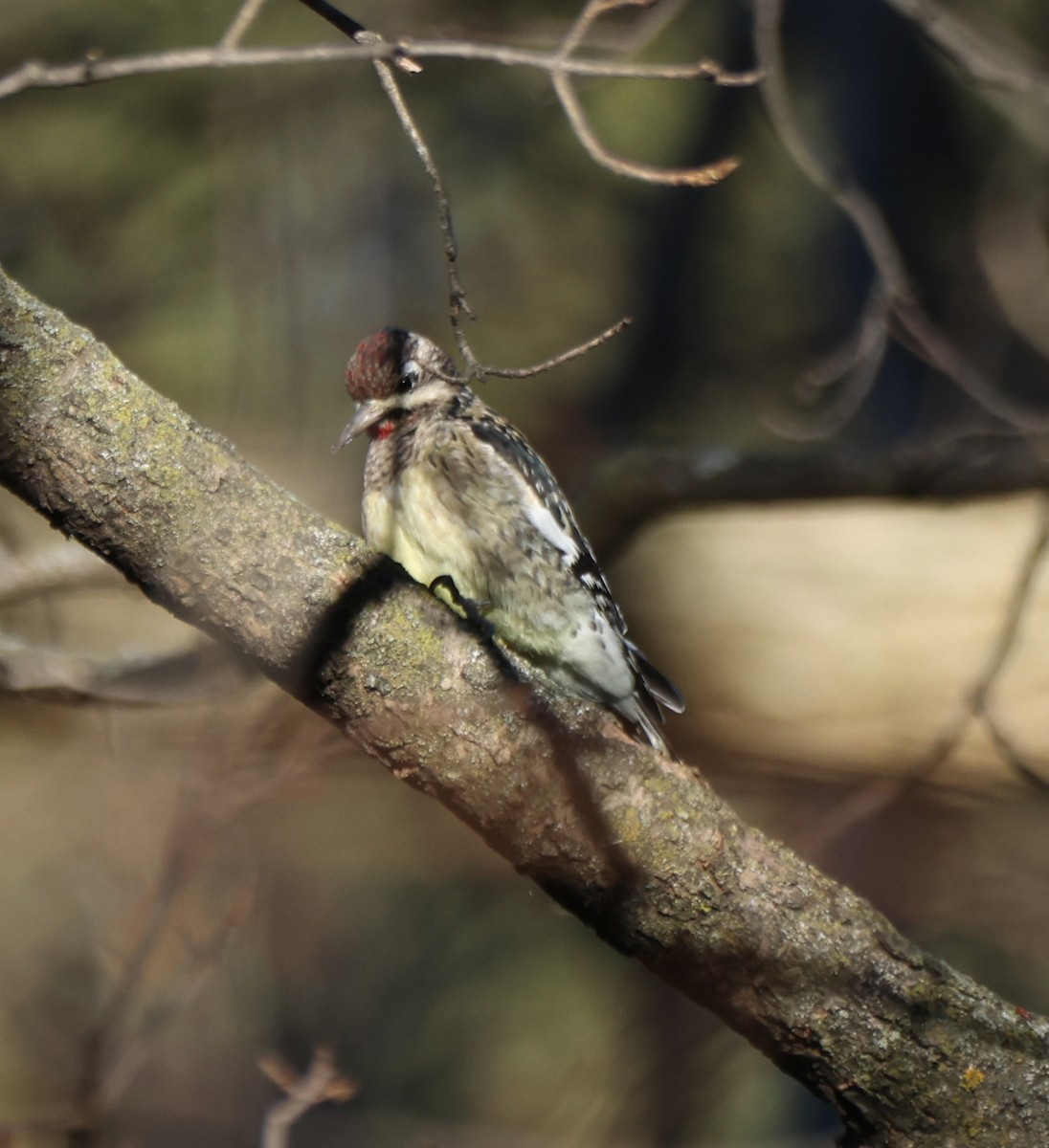 Yellow-bellied Sapsucker - ML645413355