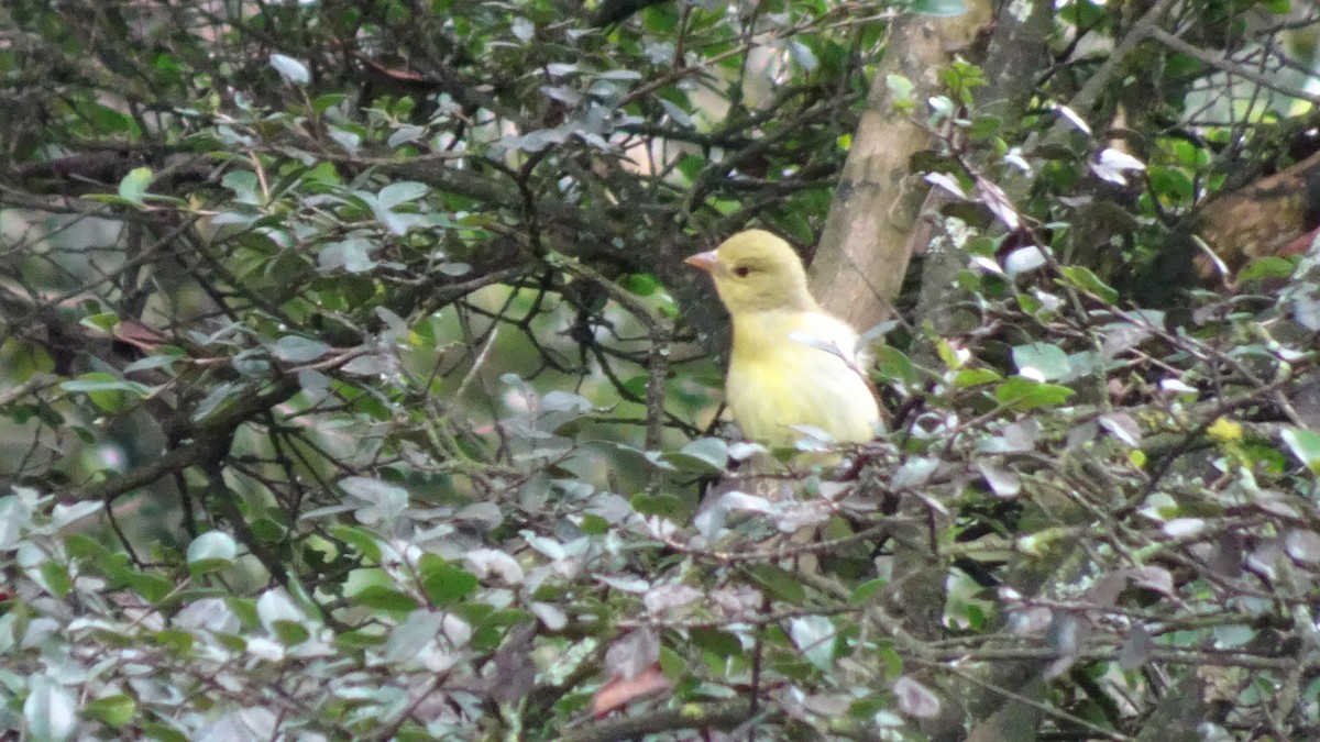 Піранга кармінова - ML645413356