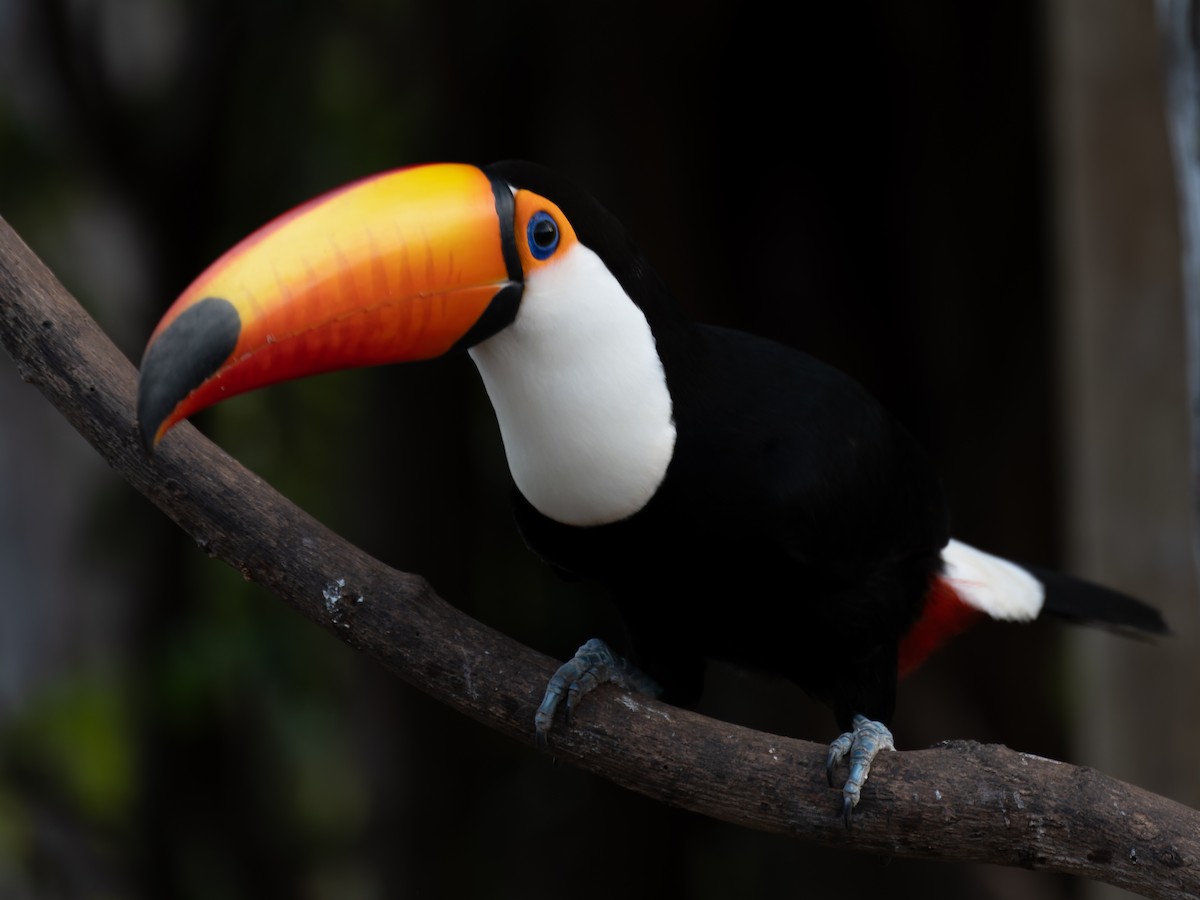 オニオオハシ - ML645413364