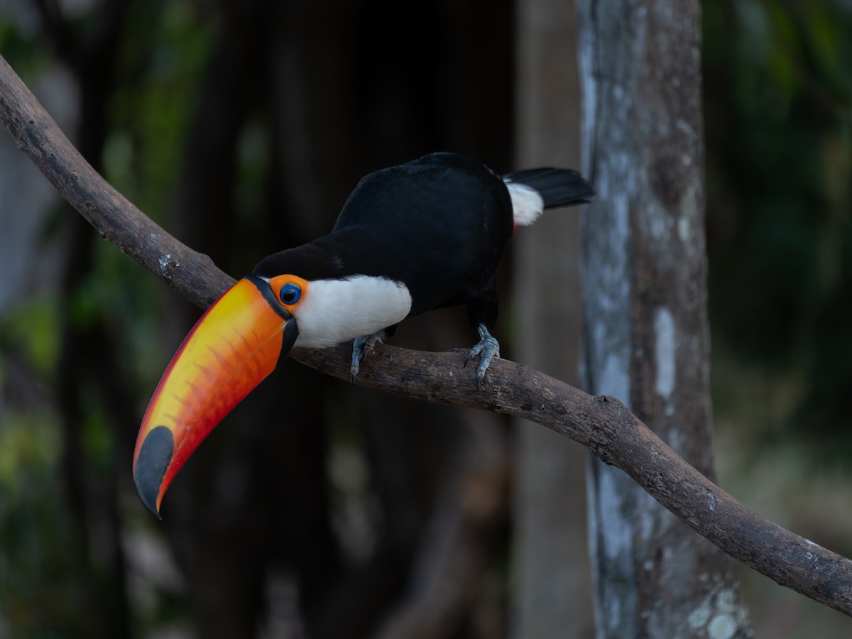 オニオオハシ - ML645413367