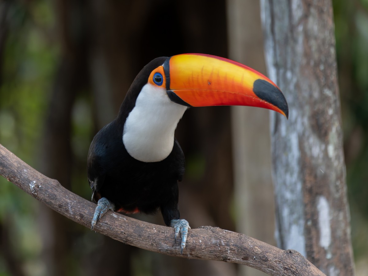 オニオオハシ - ML645413368