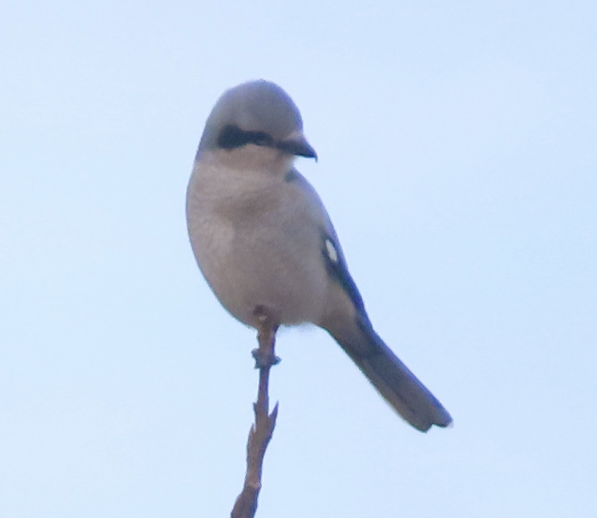 Сорокопуд північний - ML645413372