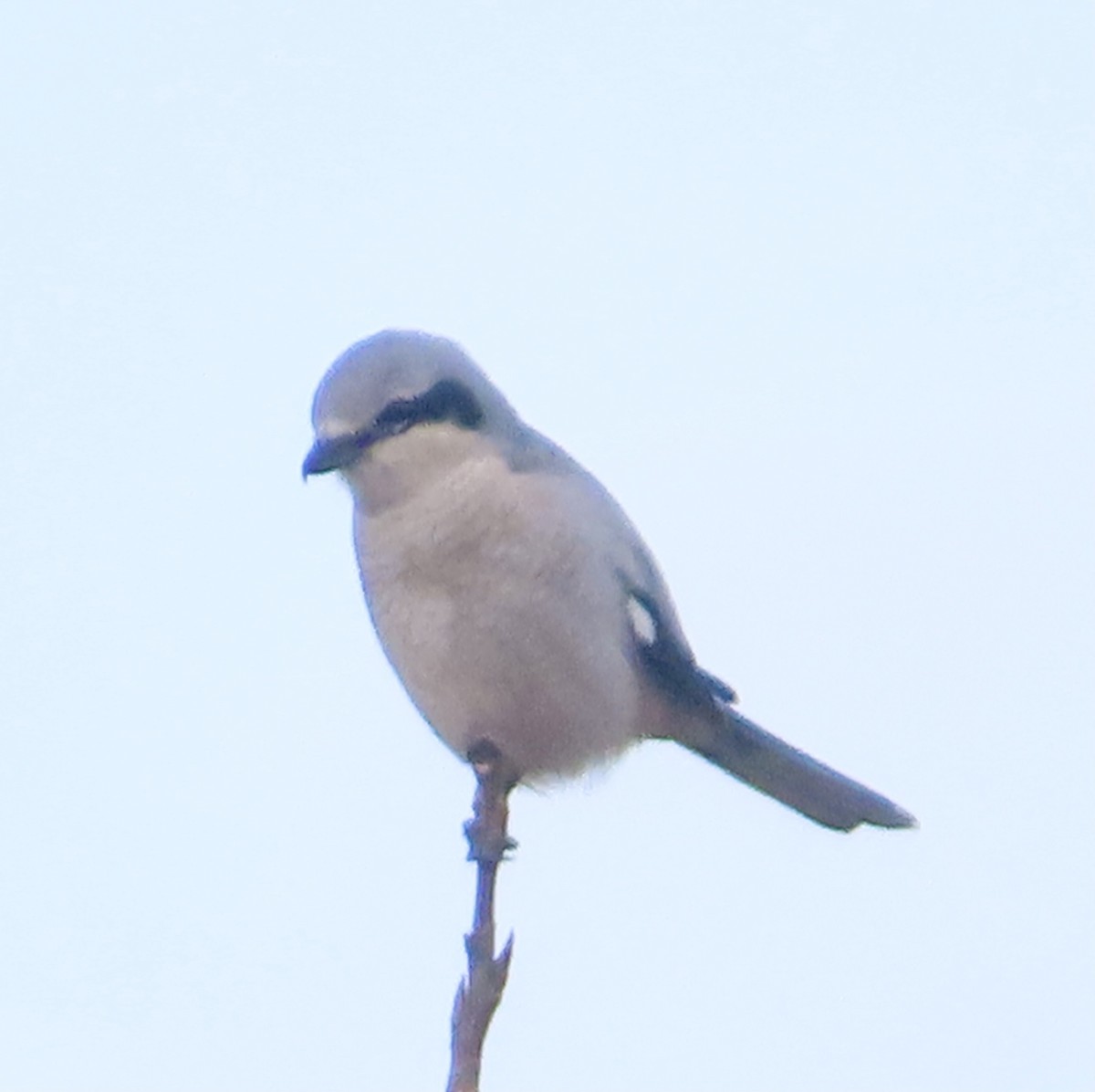 Сорокопуд північний - ML645413373