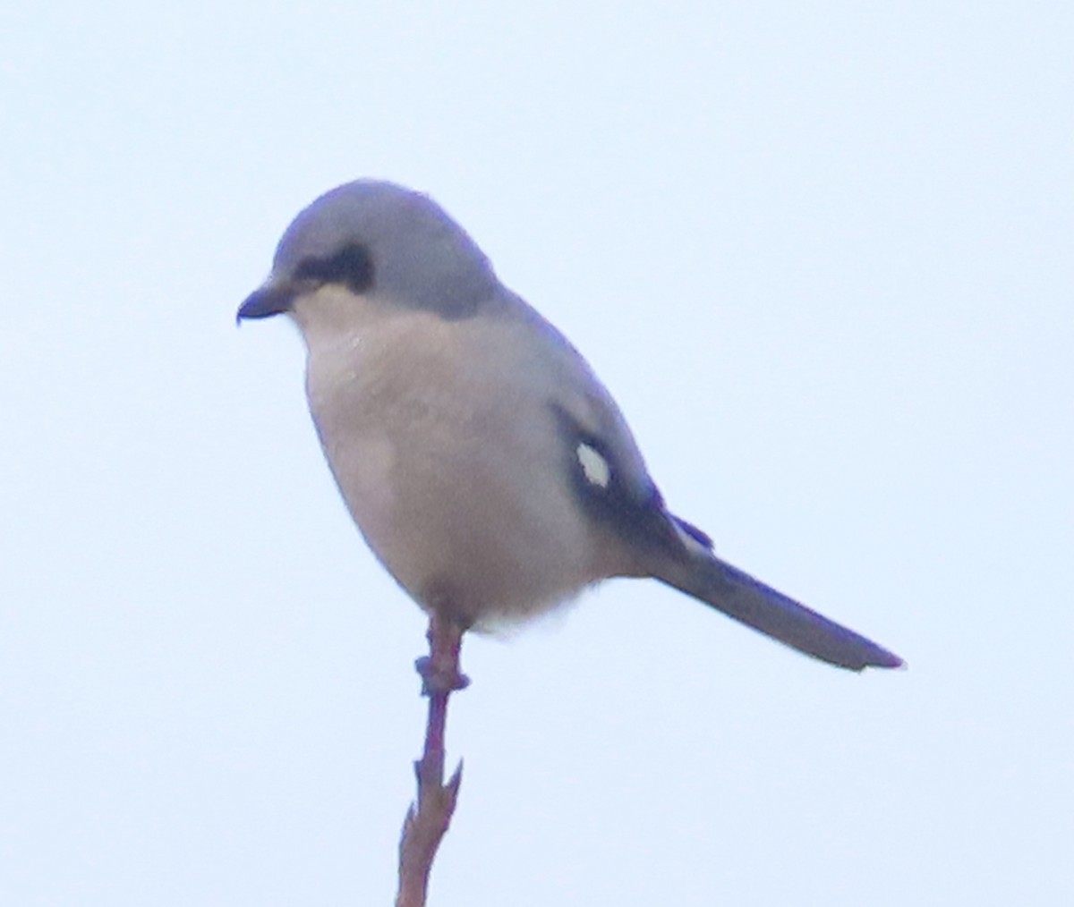 Сорокопуд північний - ML645413374