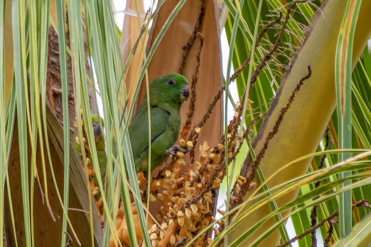 Папуга-горобець темнодзьобий - ML645413385