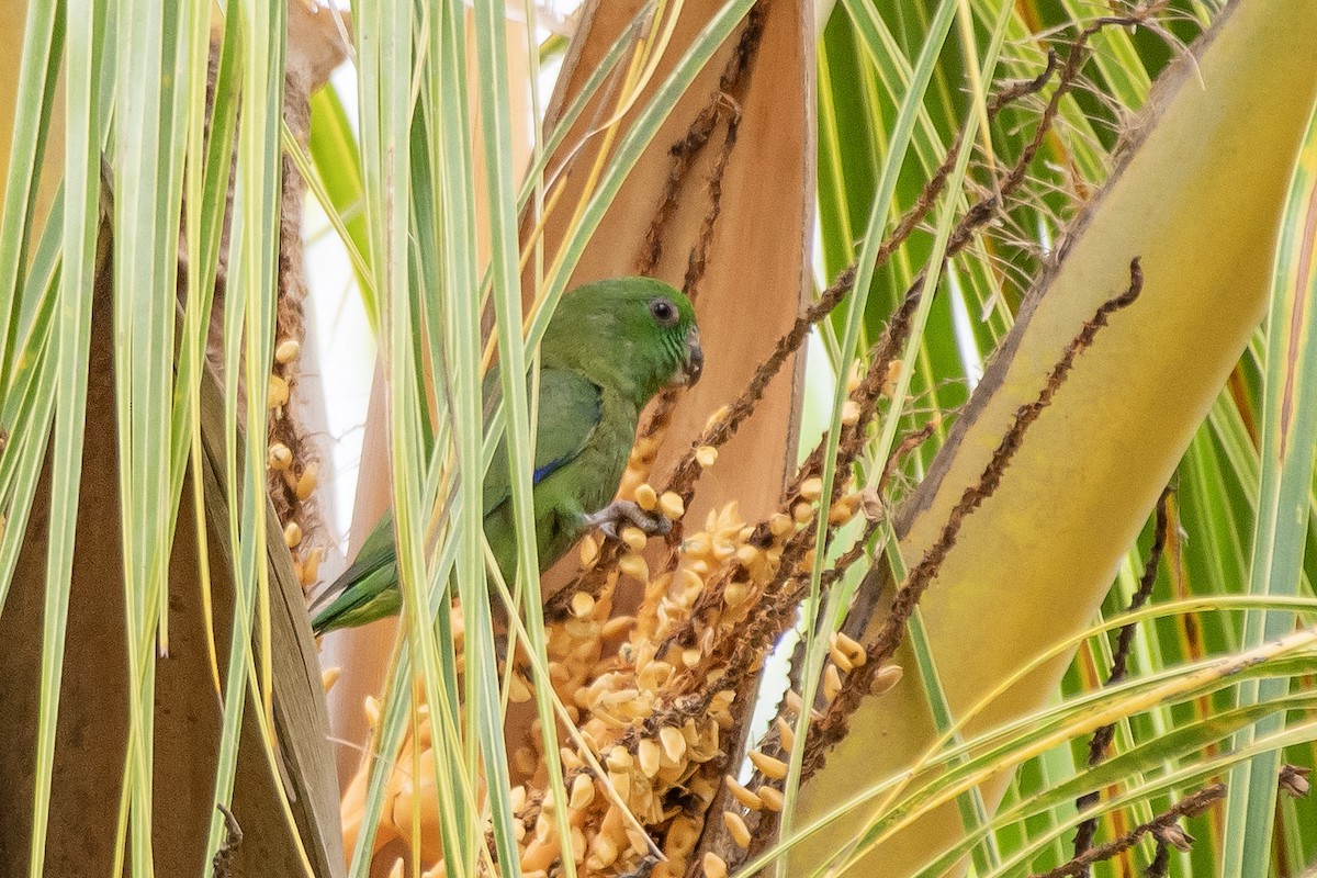 Папуга-горобець темнодзьобий - ML645413386