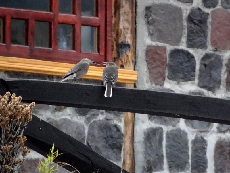 Горный гаучо - ML645413387