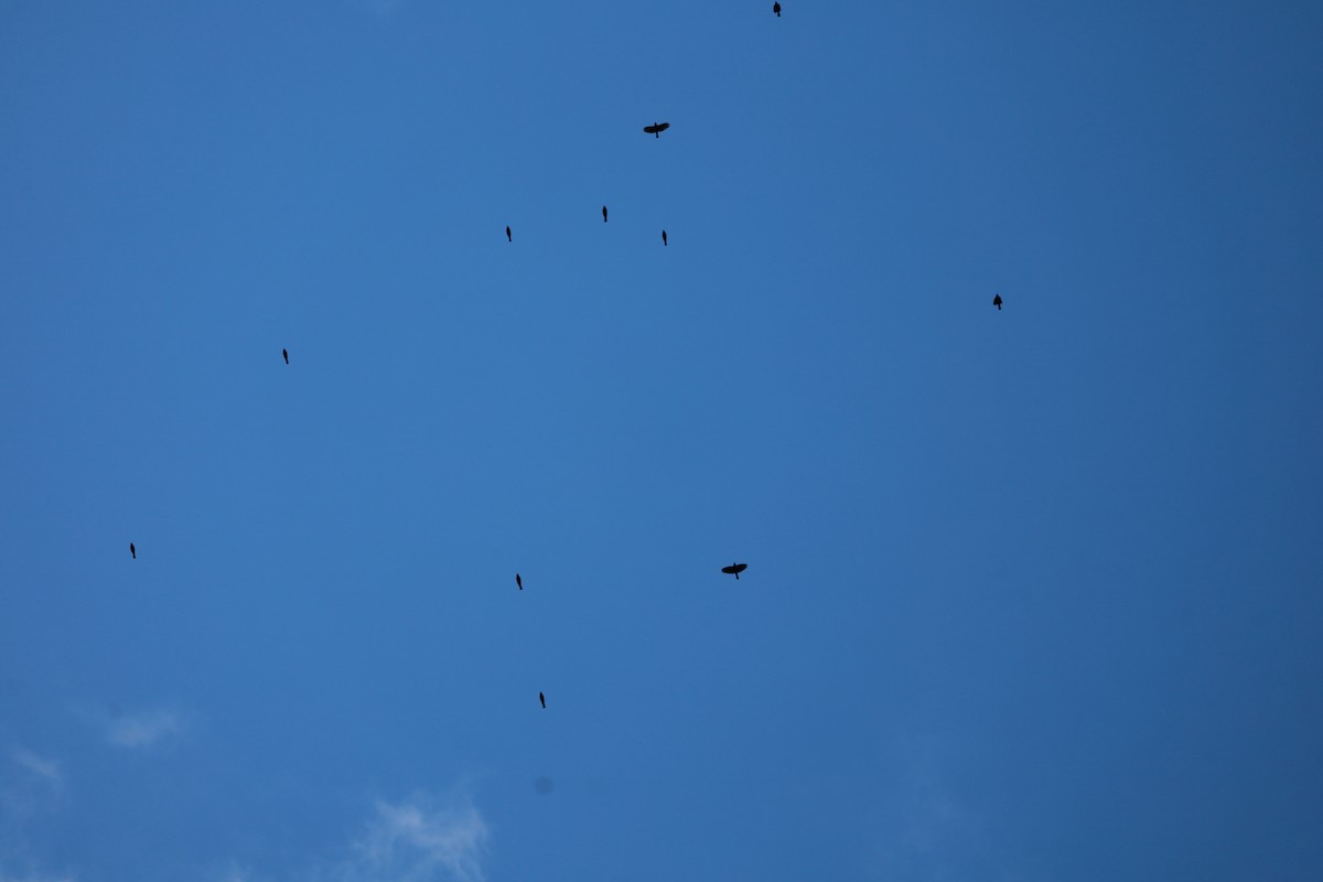 blackbird sp. - ML645413389