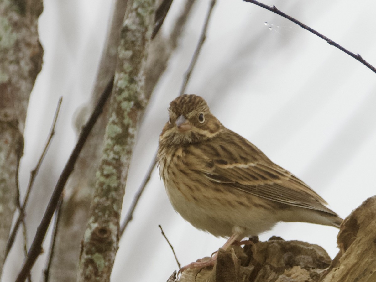Vesper Sparrow - ML645413390