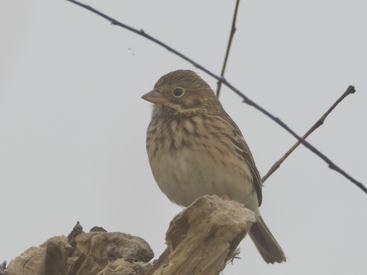 Vesper Sparrow - ML645413391