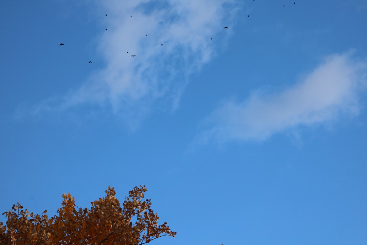 blackbird sp. - ML645413392