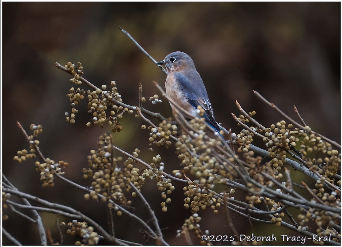 Eastern Bluebird - ML645413395
