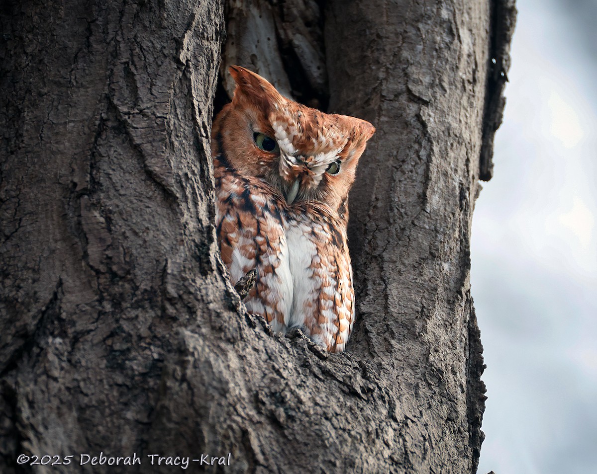 Eastern Screech-Owl - ML645413396