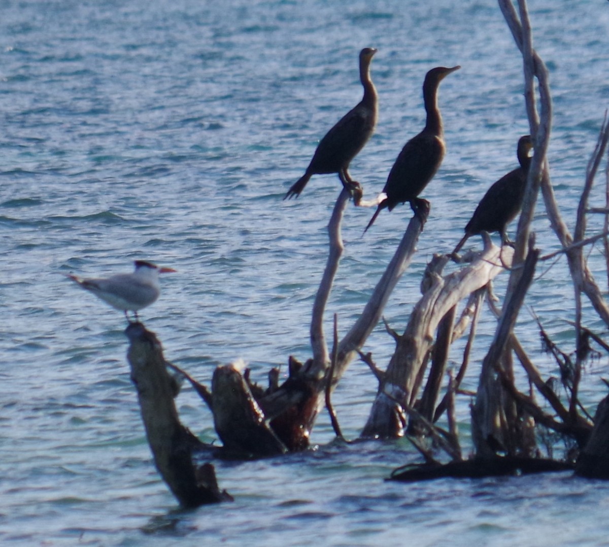 קורמורן אמריקני - ML645413400