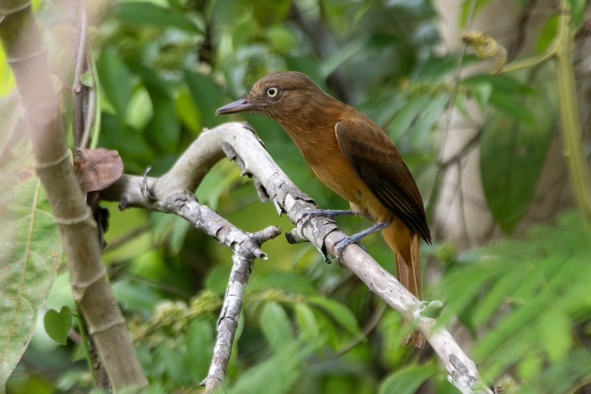 Dull-capped Attila - ML645413421