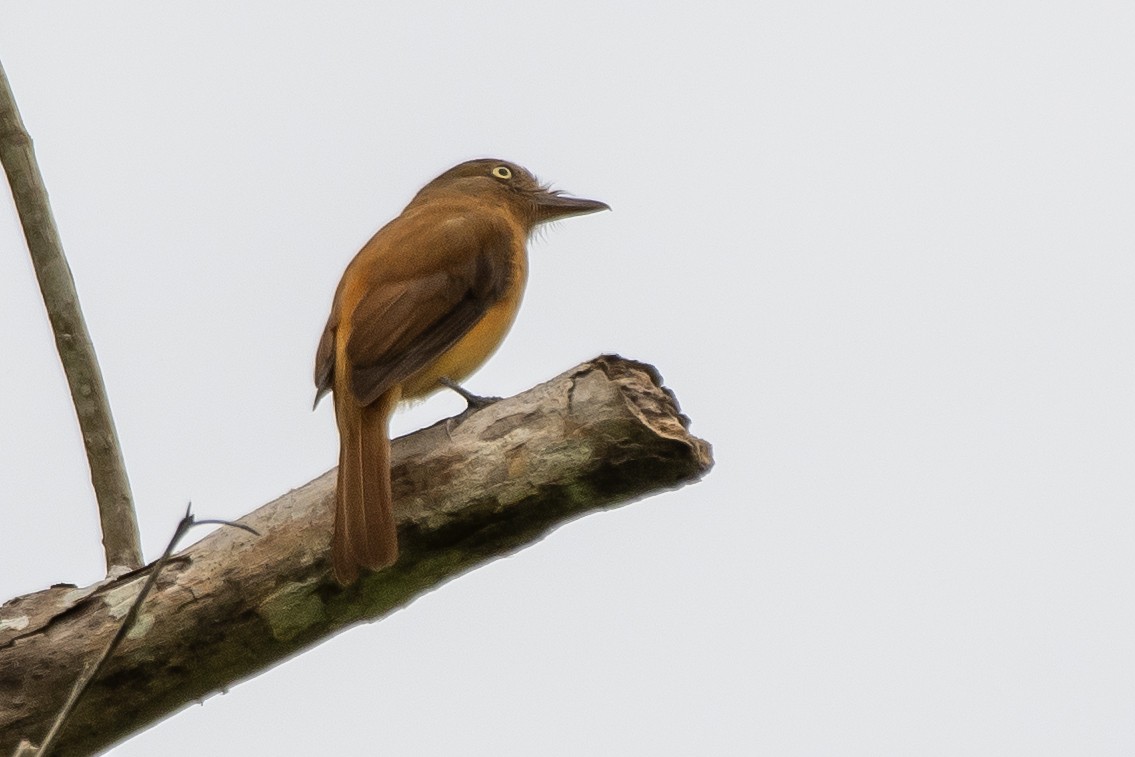 Dull-capped Attila - ML645413422