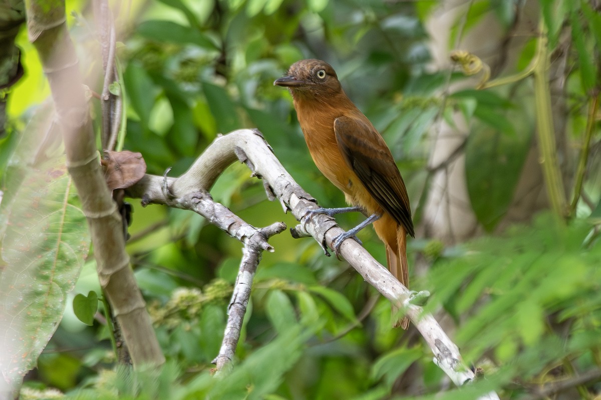 Dull-capped Attila - ML645413423