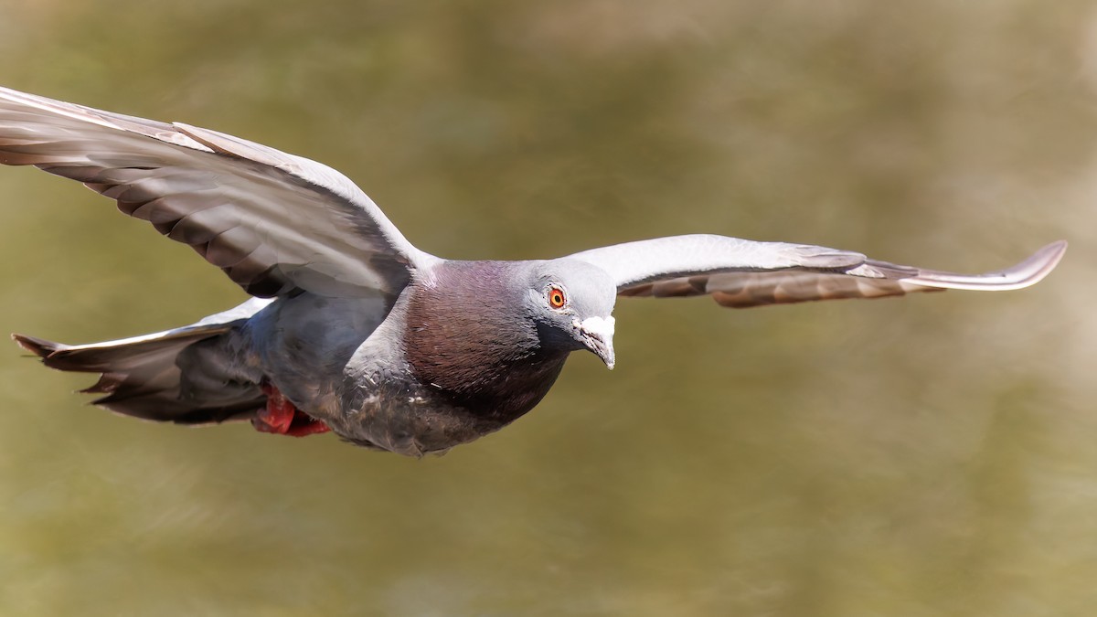 Haitz-usoa (etxekoa) - ML645413426