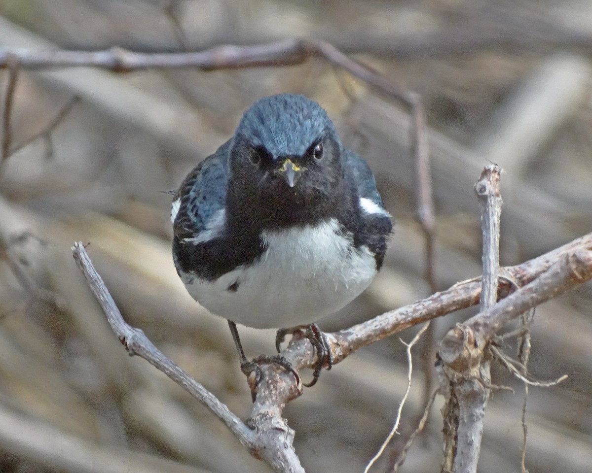 Black-throated Blue Warbler - ML645413427