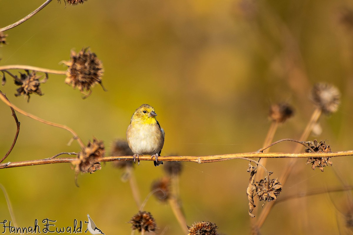 čížek žlutý - ML645413430