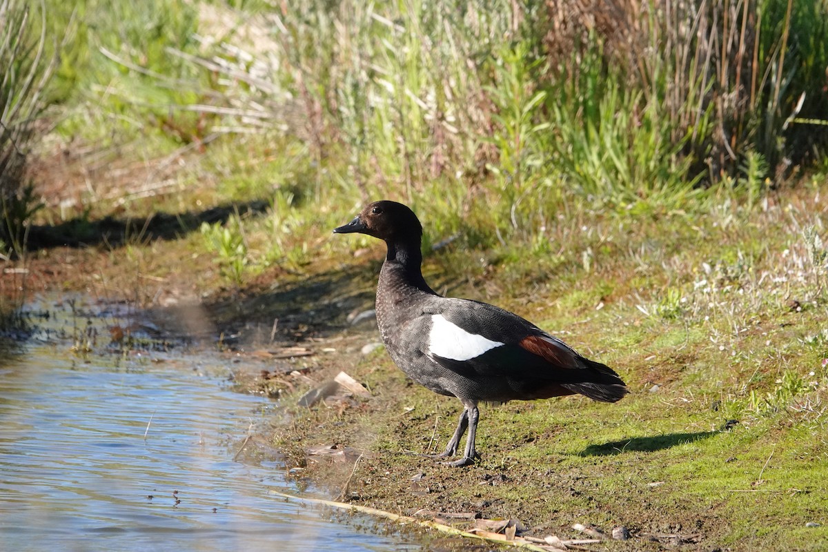 Paita maoria - ML645413448