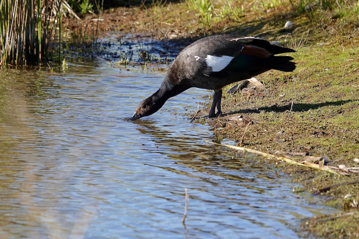 Paita maoria - ML645413457