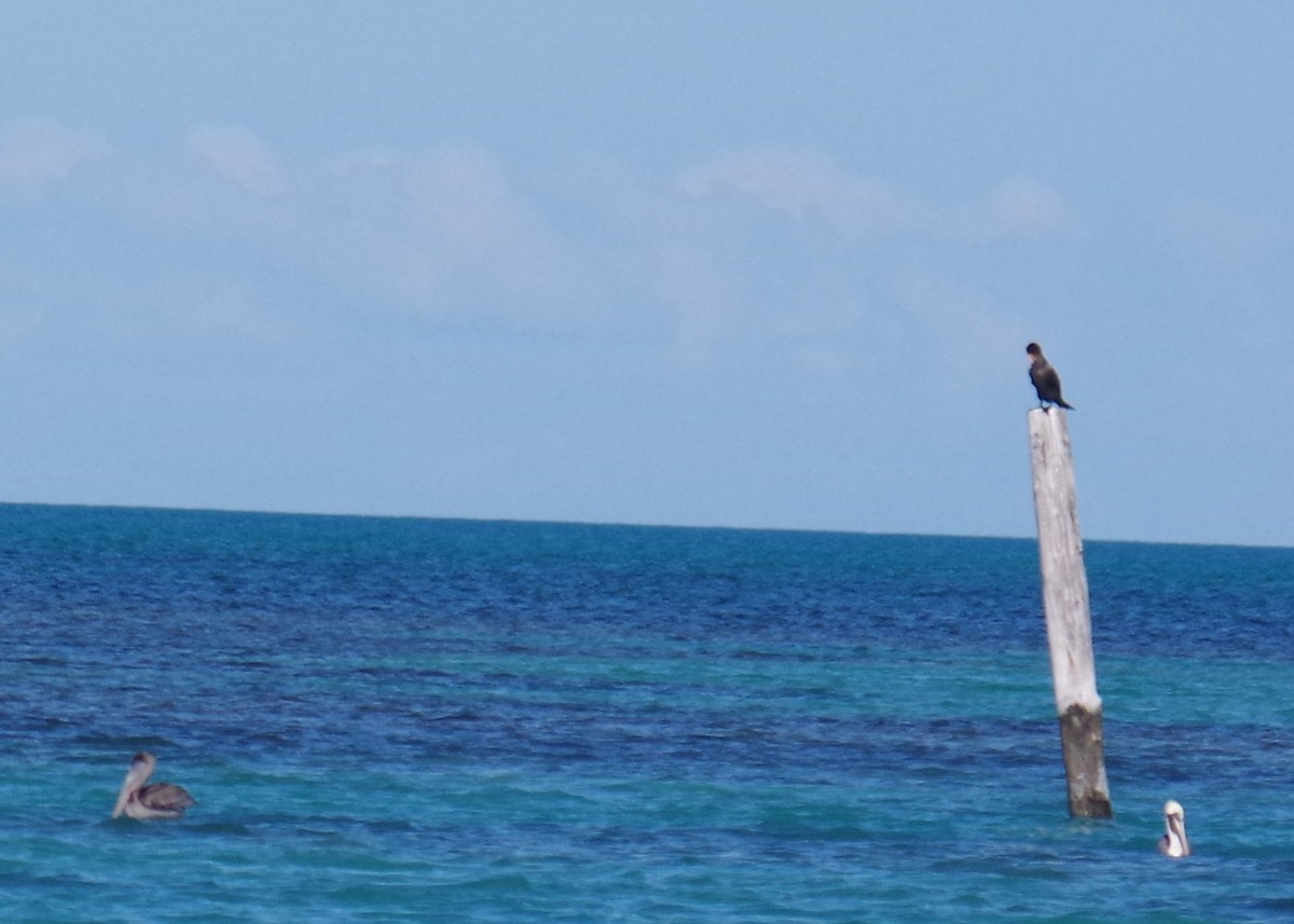 שקנאי חום - ML645413459