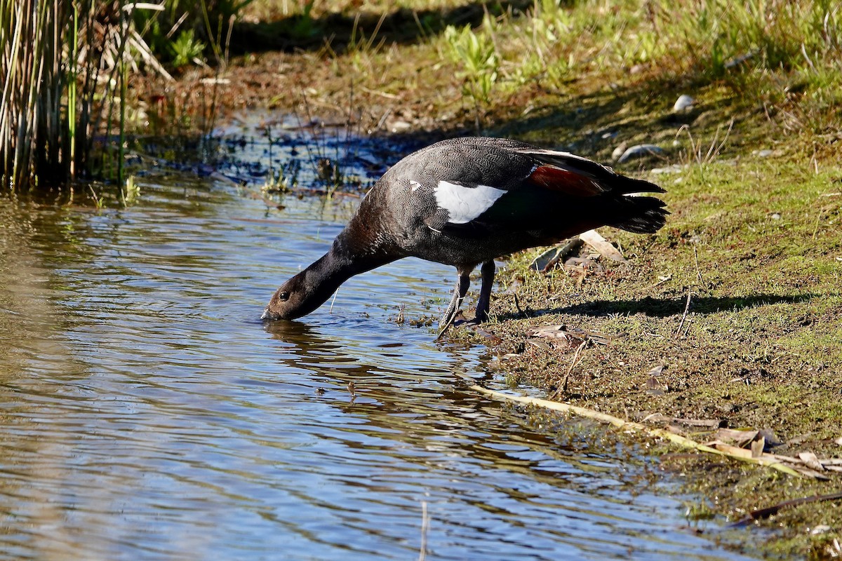 Paita maoria - ML645413464