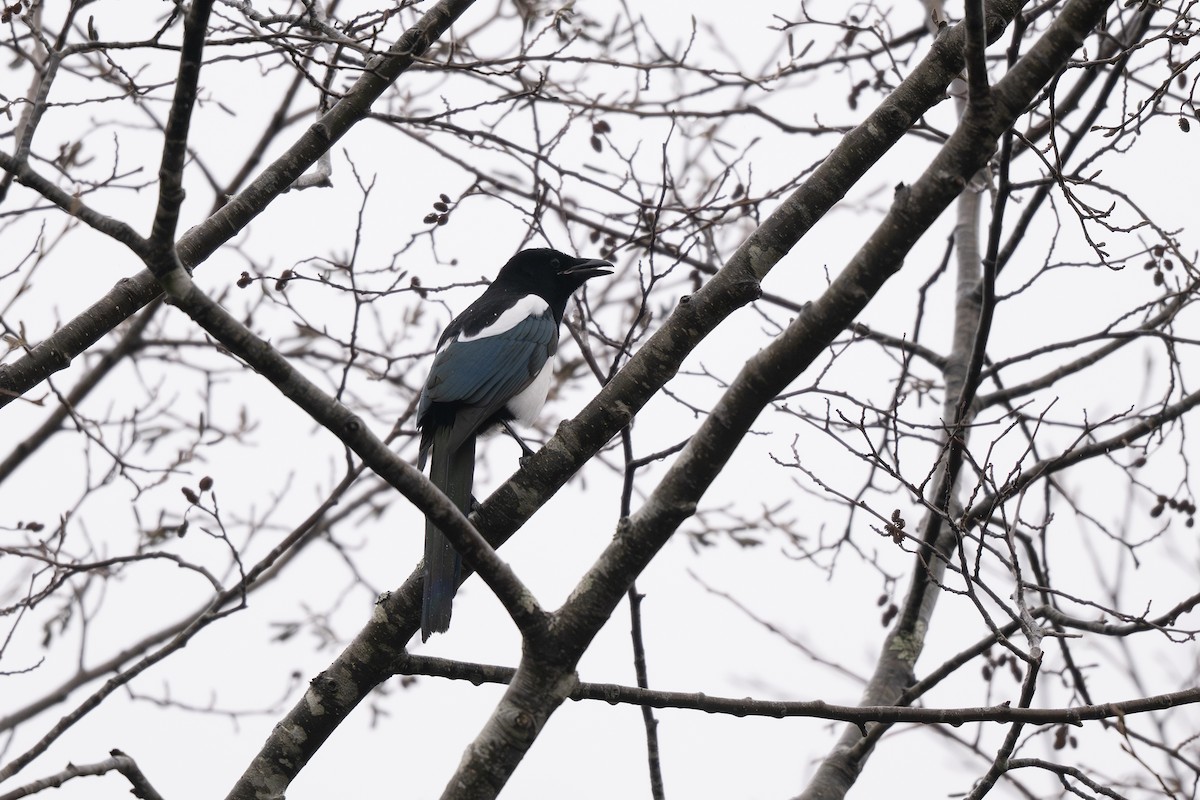 Black-billed Magpie - ML645413466