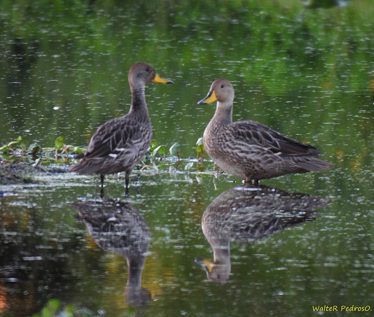 Yellow-billed Pintail - ML645413470