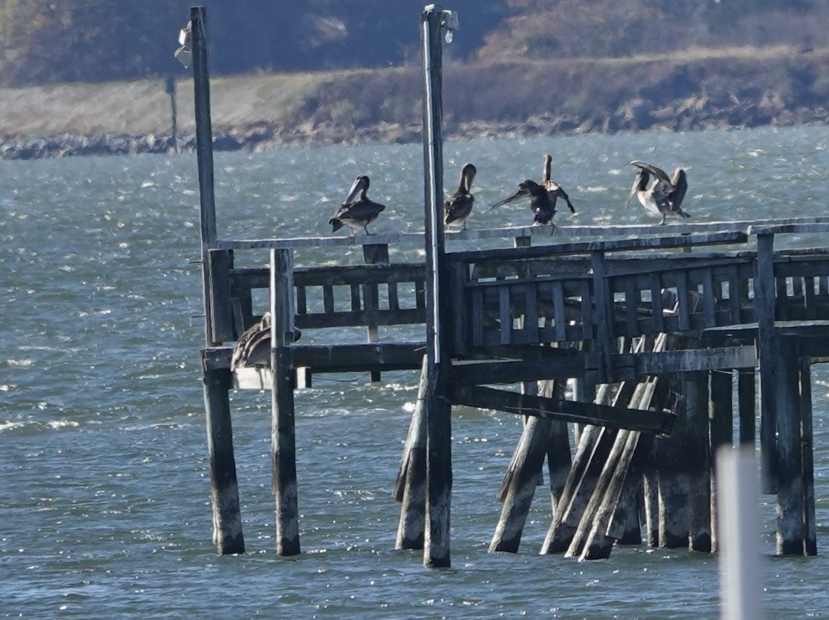 Brown Pelican - ML645413472