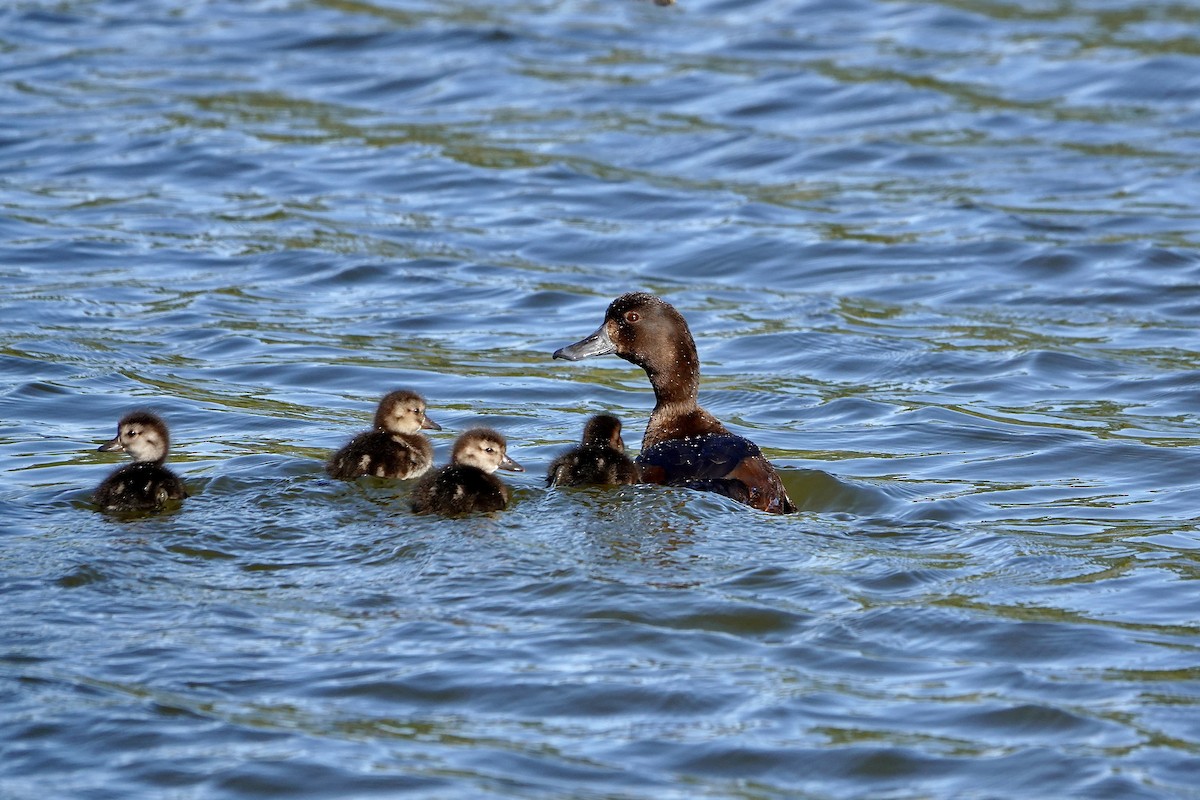 Murgilari zeelandaberritarra - ML645413474