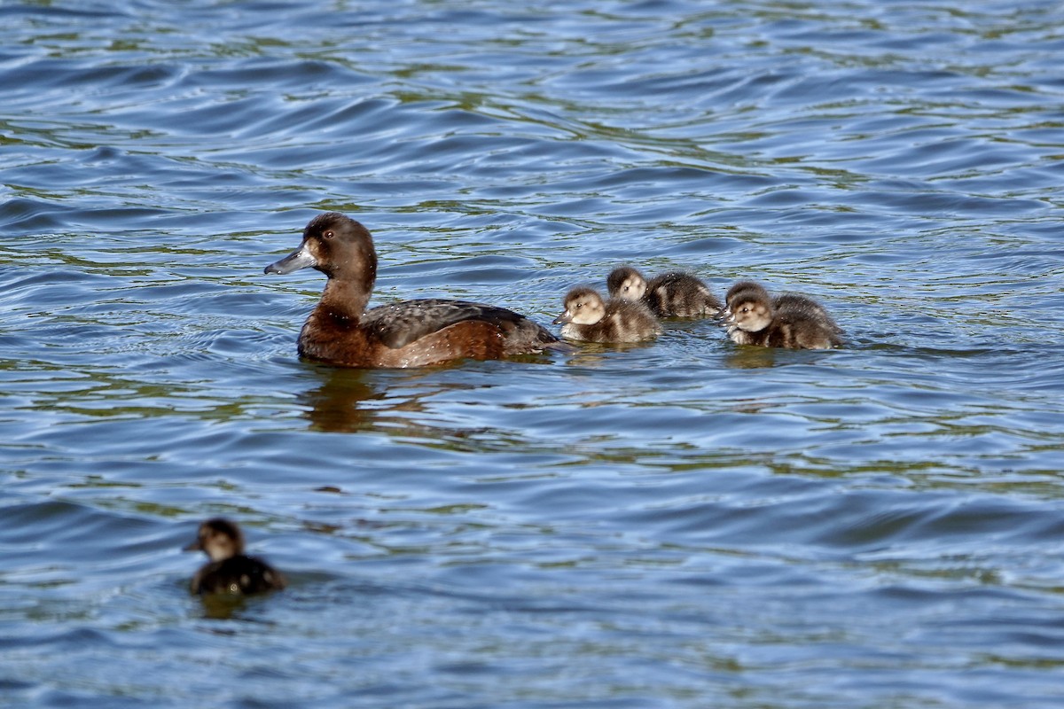 Murgilari zeelandaberritarra - ML645413483