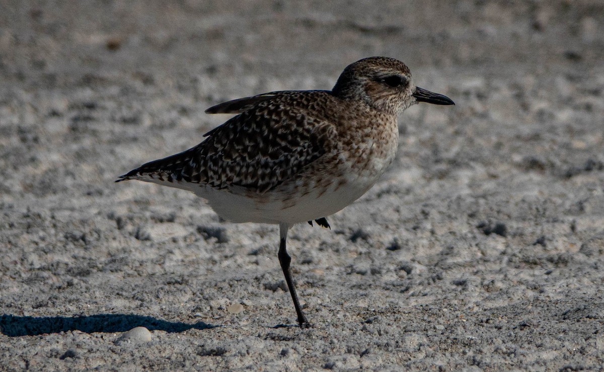 חופזי מנומר - ML645413491