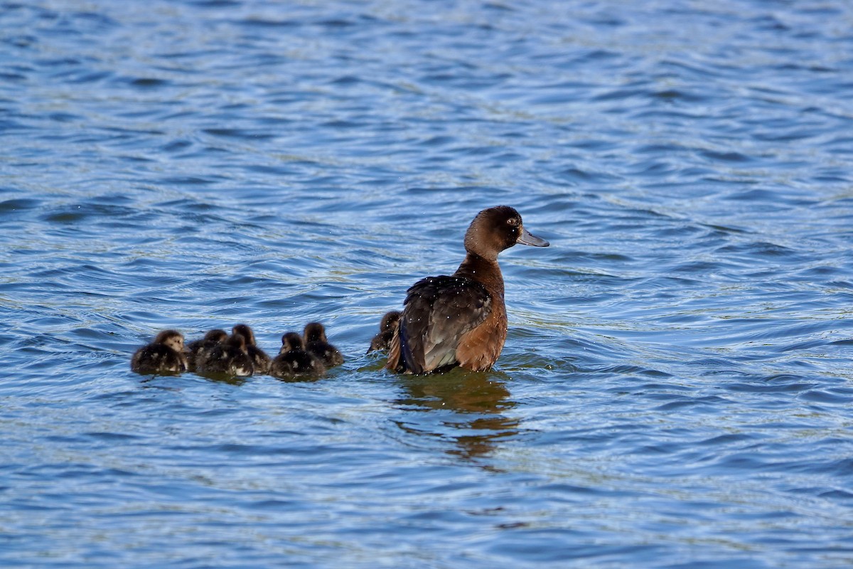 Murgilari zeelandaberritarra - ML645413496