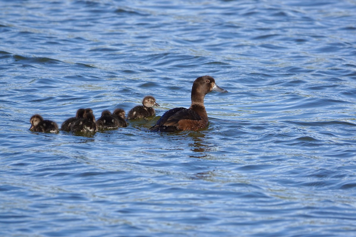 Murgilari zeelandaberritarra - ML645413500