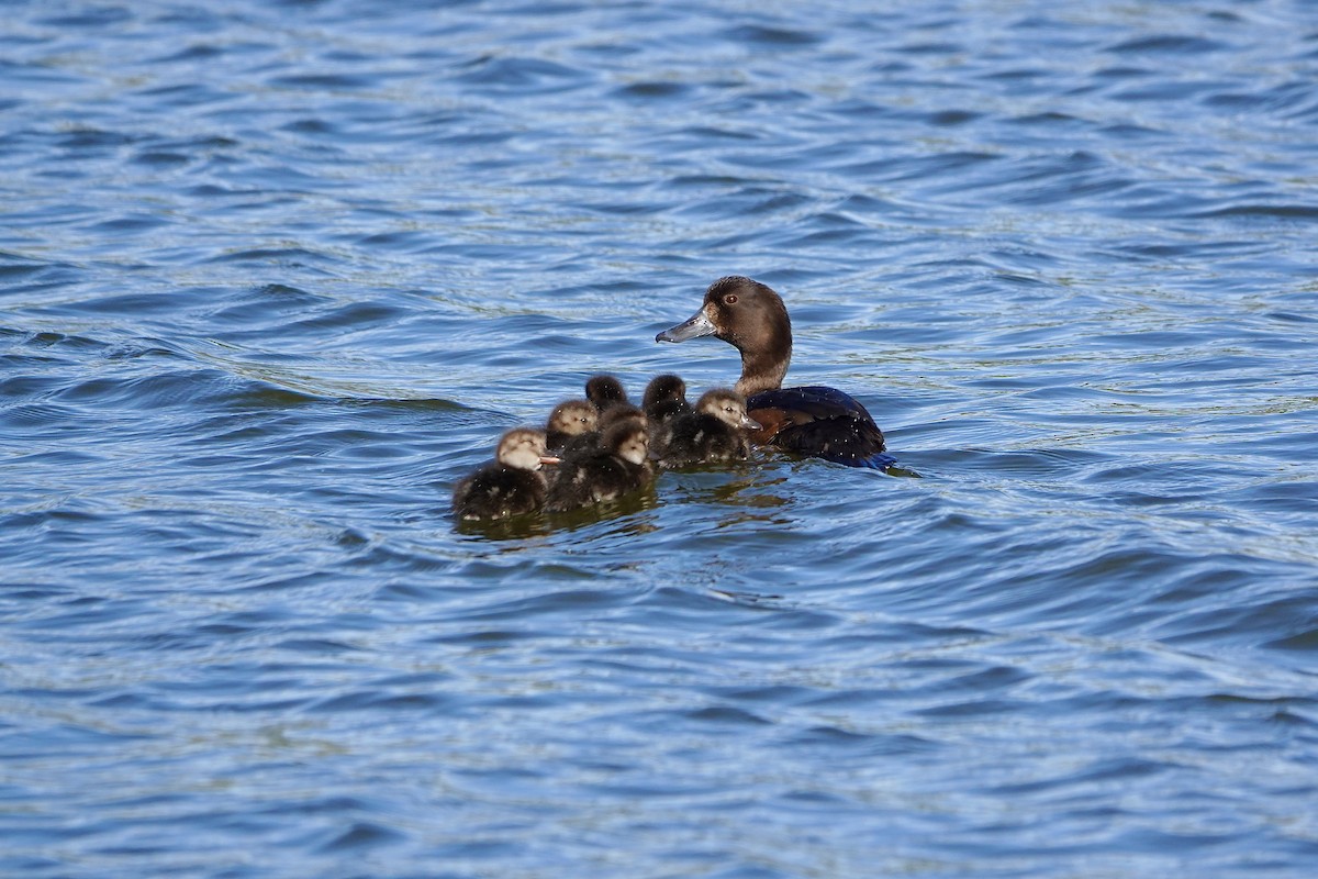 Murgilari zeelandaberritarra - ML645413505