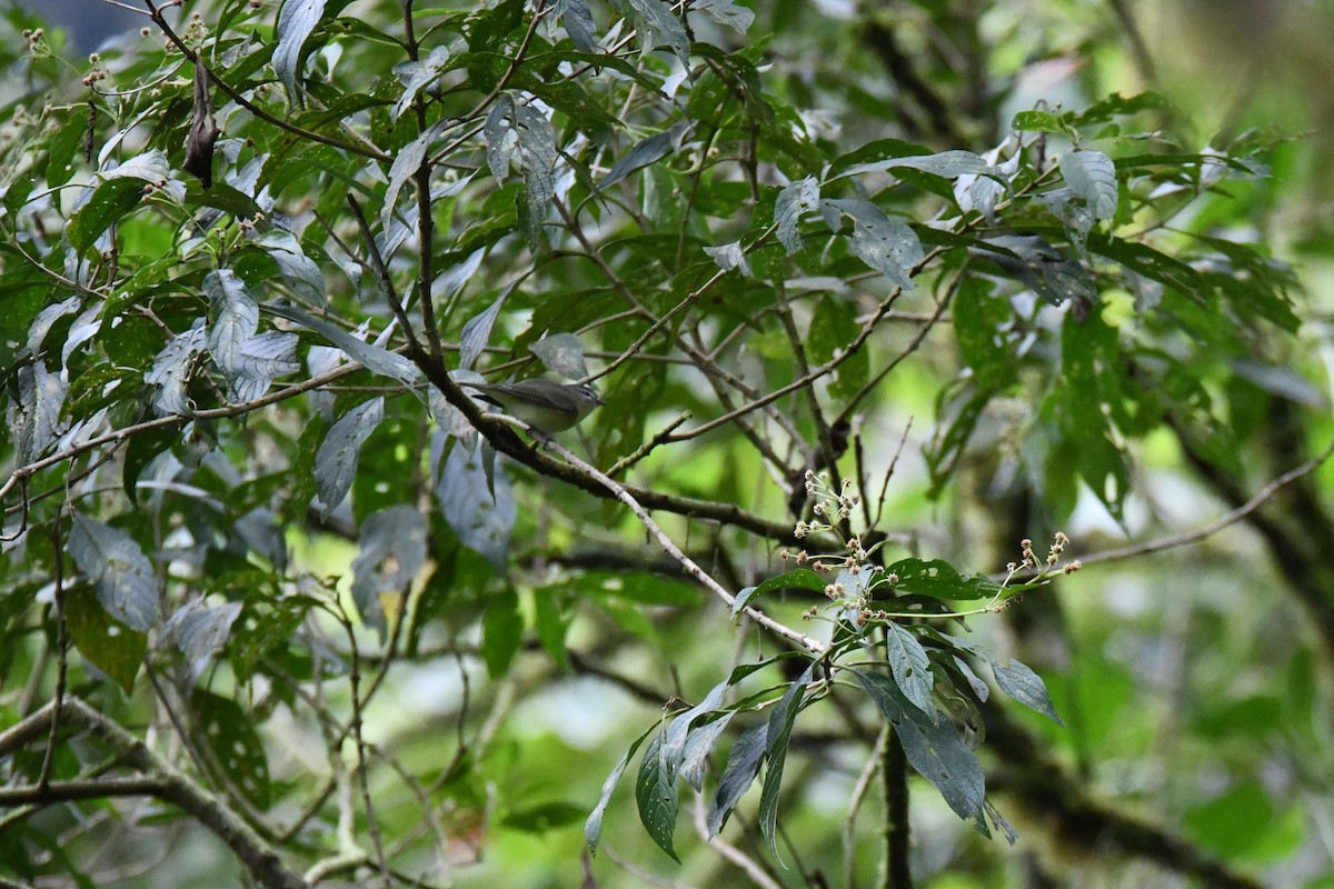 Brown-capped Vireo - ML645413508