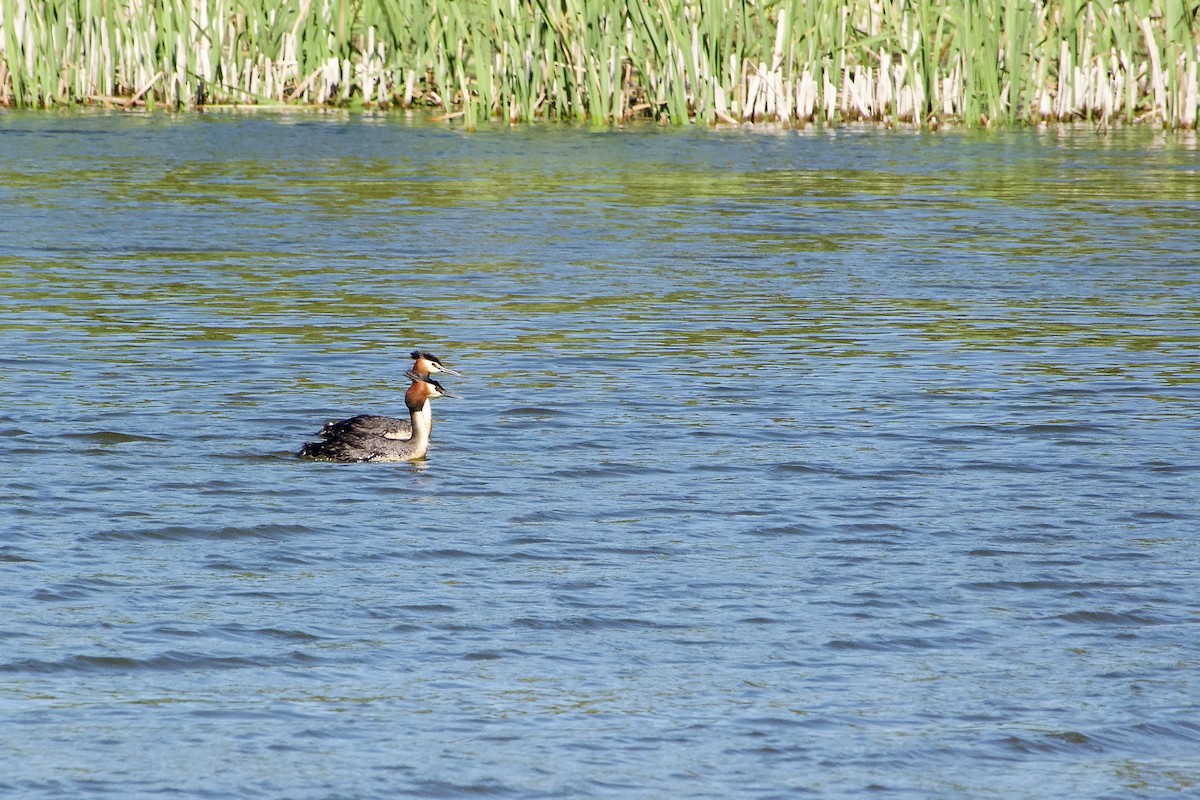 Murgil mottoduna - ML645413513