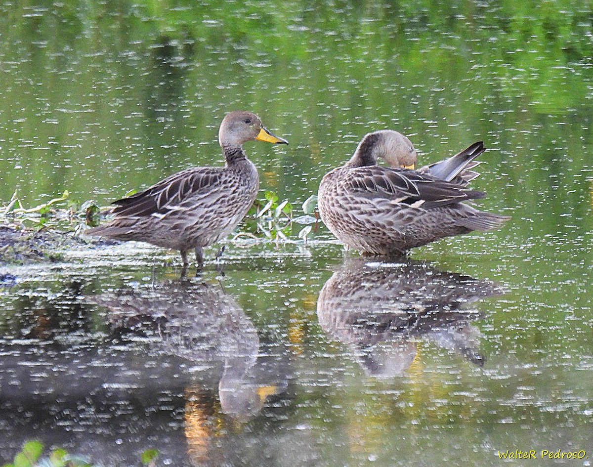 Yellow-billed Pintail - ML645413518