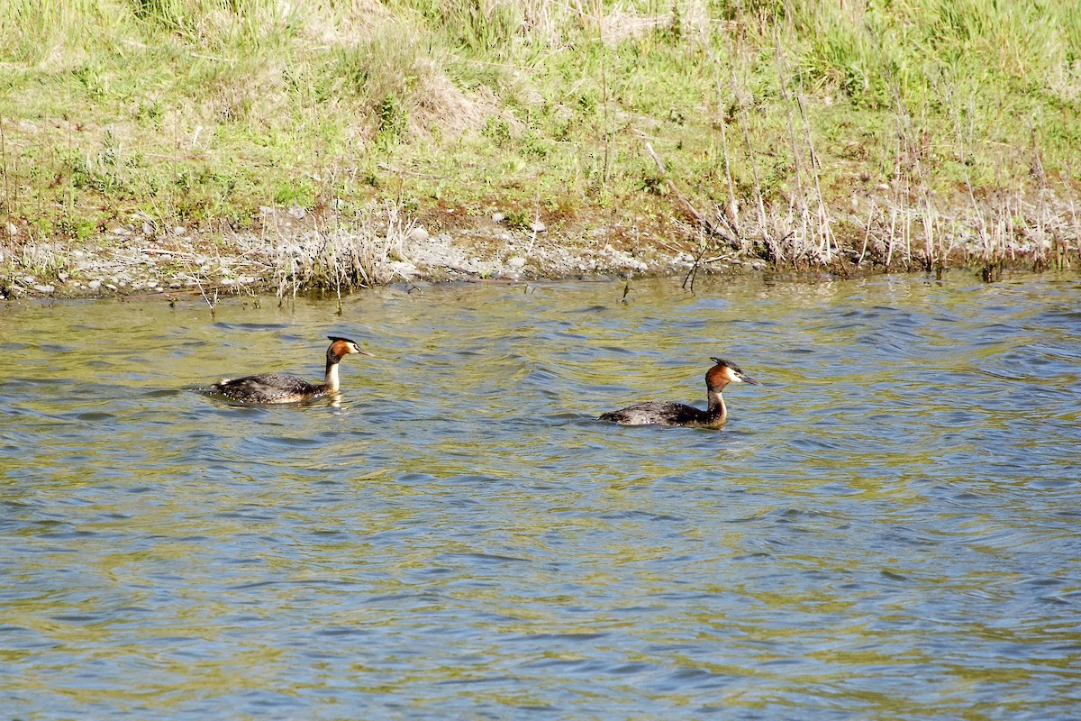 Murgil mottoduna - ML645413526