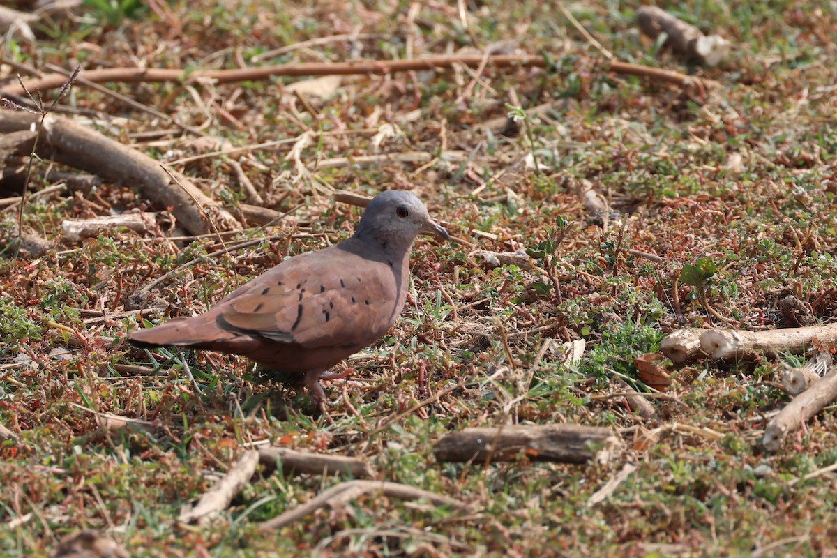 Коричневая земляная горлица - ML645413531