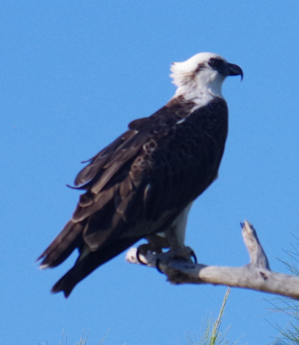 שלך - ML645413532