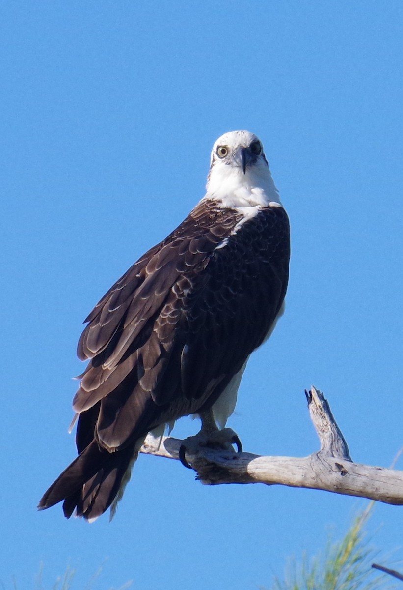 שלך - ML645413533