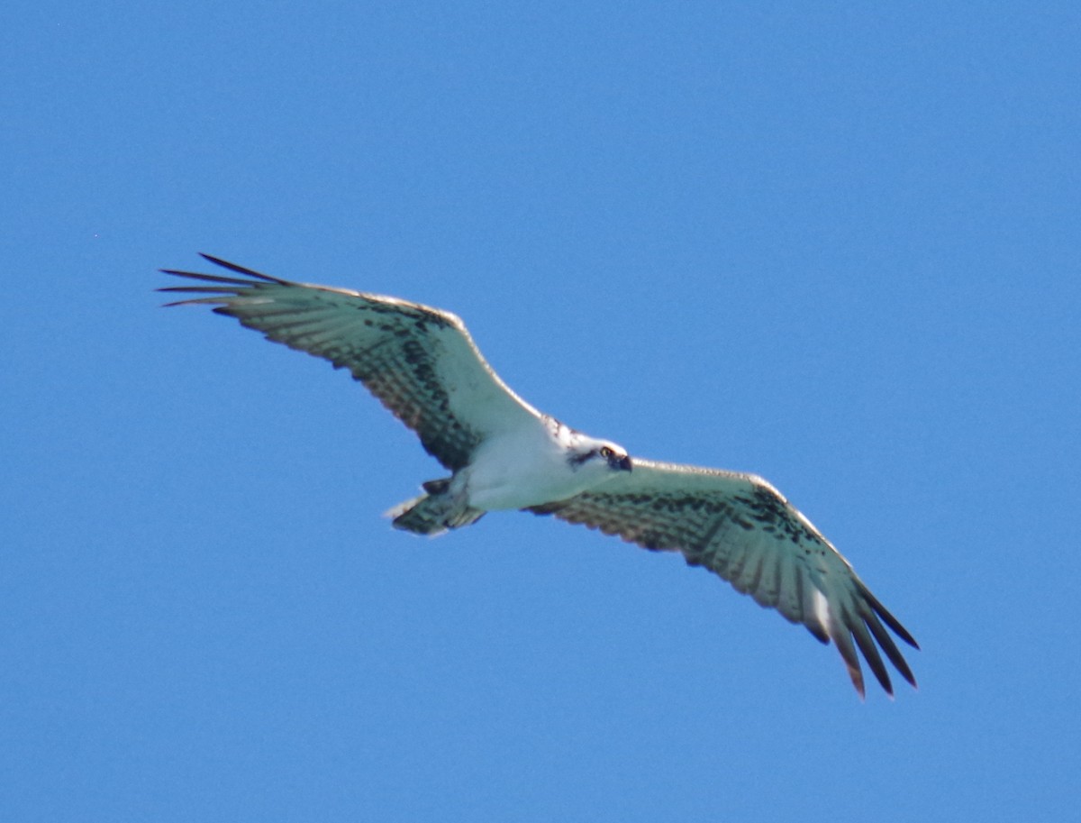 שלך - ML645413534