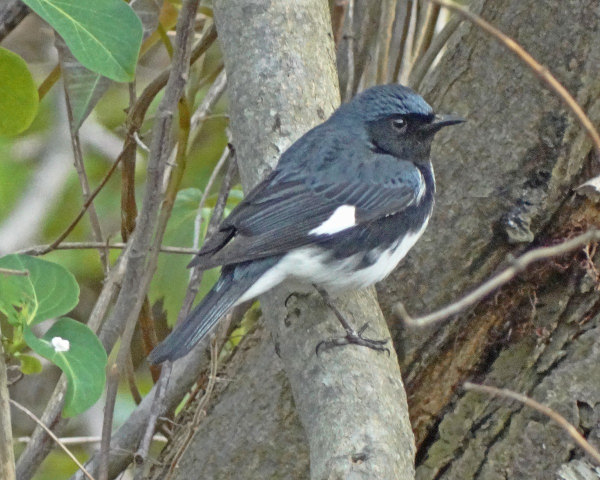 Black-throated Blue Warbler - ML645413536