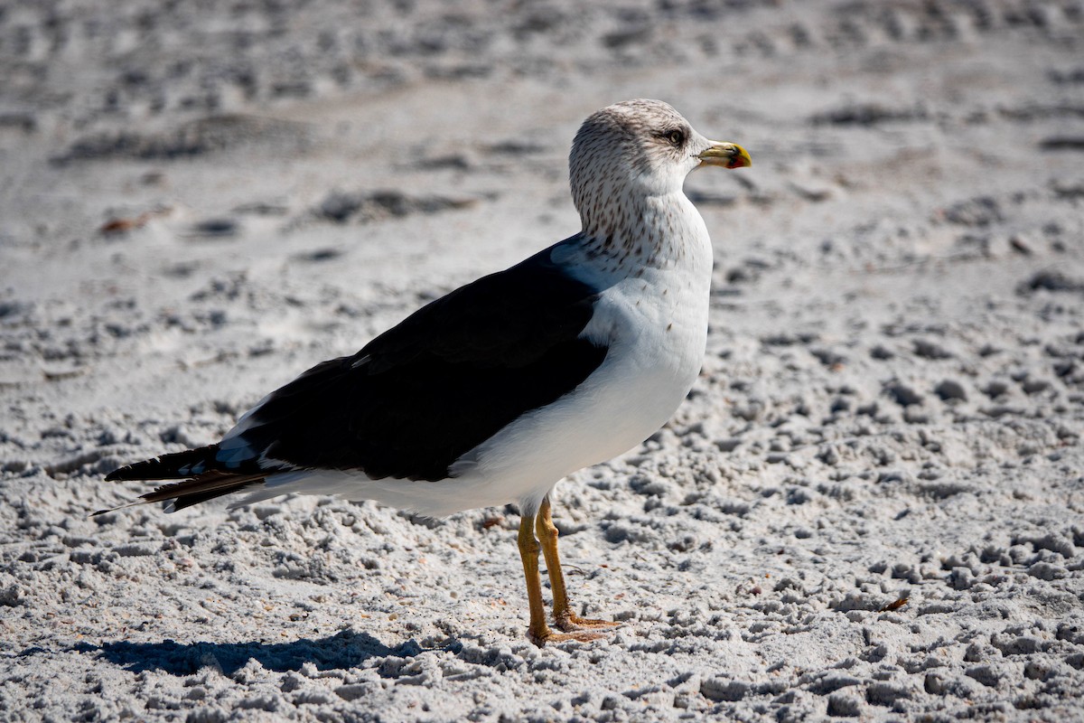 Zafferano - ML645413538