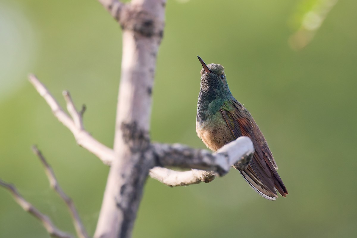 Berylline Hummingbird - ML645413539