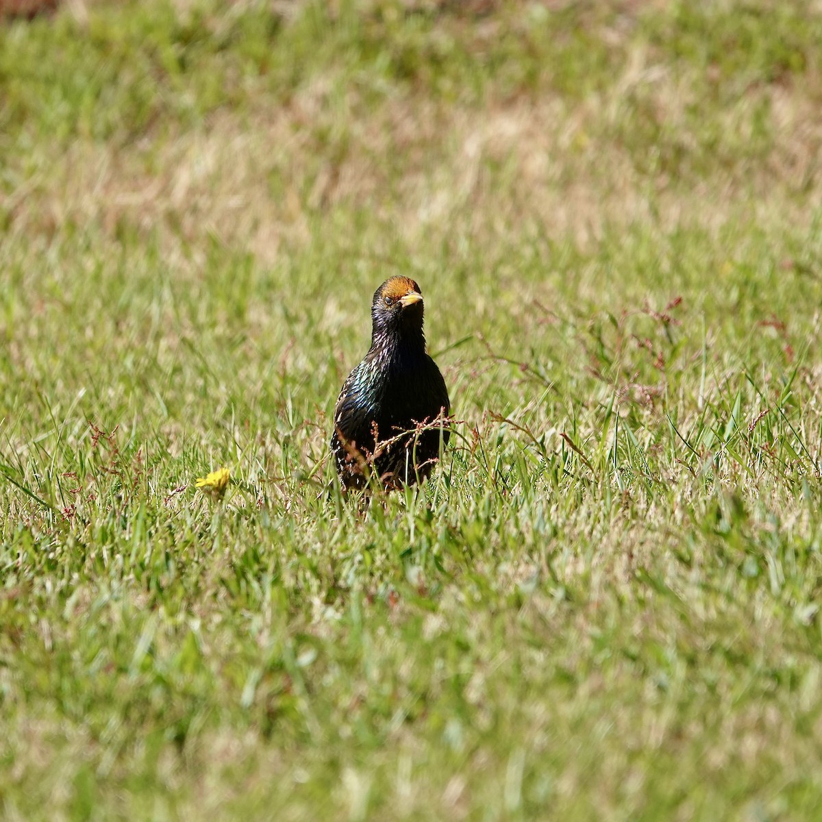 Arabazozo pikarta - ML645413540