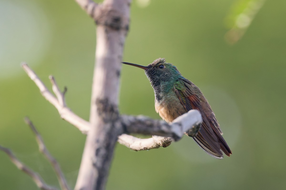Berylline Hummingbird - ML645413541